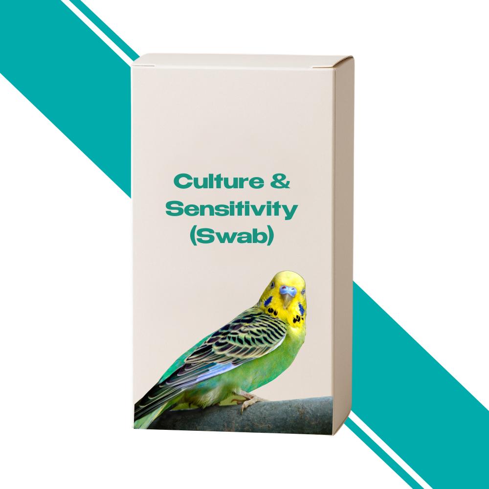 Culture & Sensitivity (Swab)